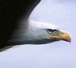 BaldEagle.D