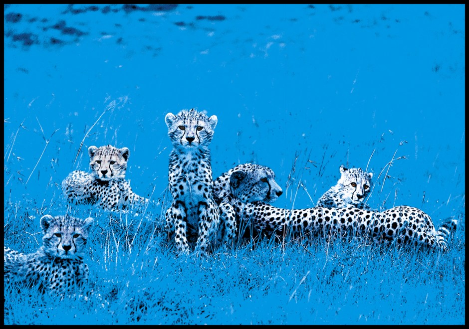 BlueCheetah.