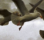 Gulls2.D