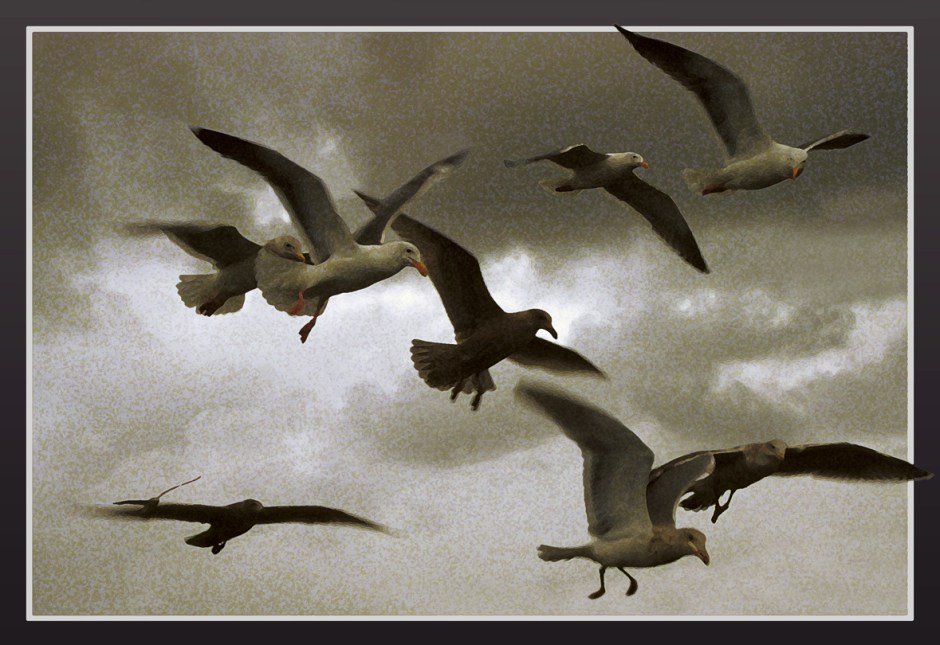 Gulls2.